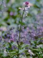 Enchanter's-Nightshade - Circaea lutetiana L.