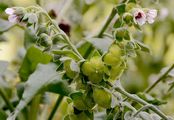 Hound's-Tongue - Cynoglossum officinale L.