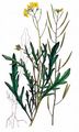 Perennial Wall-Rocket - Diplotaxis tenuifolia (L.) DC.