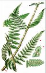Entferntfiedriger Wurmfarn - Dryopteris remota (Döll) Druce 