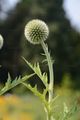 Globe-Thistle - Echinops exaltatus Schrad.