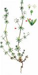 Pariser Labkraut - Galium parisiense L. 