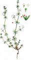 Wall Bedstraw - Galium parisiense L.