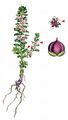 Sea-Milkwort - Glaux maritima L.