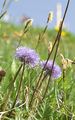 Nacktstenglige Kugelblume - Globularia nudicaulis L.