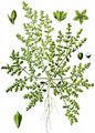 Smooth Rupturewort - Herniaria glabra L.