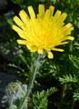Zottiges Habichtskraut - Hieracium villosum Jacq.