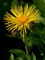 Elecampane - Inula helenium L.