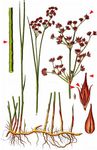 Spitzblütige Binse - Juncus acutiflorus Ehrh. ex Hoffm. 