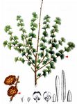 Japanische Lärche - Larix kaempferi (Lamb.) Carrière 