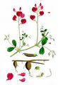 Tuberous Pea - Lathyrus tuberosus L.