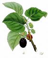 Black Mulberry - Morus nigra L.