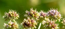 Parsley Water-Dropwort - Oenanthe lachenalii C. C. Gmel.