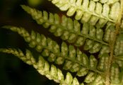 Brauns Schildfarn - Polystichum braunii (Spenn.) Fée