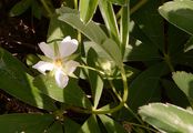 White Cinquefoil - Potentilla alba L. 