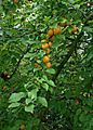 Wild Plum - Prunus domestica L.