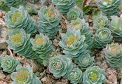 Roseroot - Rhodiola rosea L.