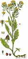 Creeping Yellow-Cress - Rorippa sylvestris (L.) Besser