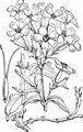 Soapwort - Saponaria officinalis L.