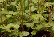 Meadow Saxifrage - Saxifraga granulata L.