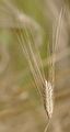 Einkorn - Triticum monococcum L.