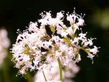 Schmalblättriger Arznei-Baldrian - Valeriana excelsa Poir.