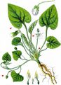 White Violet - Viola alba Besser