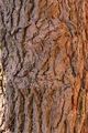 Morus nigra