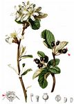 Gewöhnliche Felsenbirne - Amelanchier ovalis Medik. 