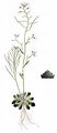 Sand Rock-Cress - Arabidopsis arenosa (L.) Lawalrée