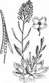 Alpen-Gänsekresse - Arabis alpina L.