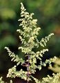 Einjähriger Beifuß - Artemisia annua L.