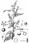 Garten-Melde - Atriplex hortensis L. 