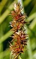 Hain-Segge - Carex cuprina (Heuff.) A. Kern.