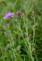 Schwärzliche Flockenblume - Centaurea nigrescens Willd.