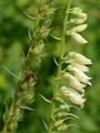 Straw Foxglove - Digitalis lutea L.