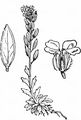 Berner Hungerblümchen - Draba incana L.