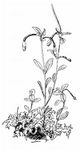 Nickendes Weidenröschen - Epilobium nutans F. W. Schmidt 