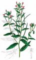 Hoary Willowherb - Epilobium parviflorum Schreb.
