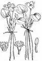 Frogbit - Hydrocharis morsus-ranae L.