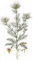 Love-In-A-Mist - Nigella damascena L.