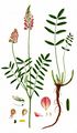 Sainfoin - Onobrychis viciifolia Scop.