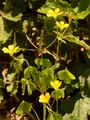 Aufrechter Sauerklee - Oxalis stricta L.