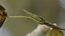 Eastern Balsam-Poplar - Populus balsamifera L.