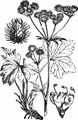 Wald-Sanikel - Sanicula europaea L.