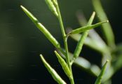 Acker-Senf - Sinapis arvensis L.
