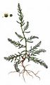 Strandsode - Suaeda maritima (L.) Dumort.
