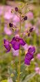 Violette Königskerze - Verbascum phoeniceum L.