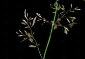 Riesen-Straußgras - Agrostis gigantea Roth