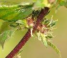 Giant Ragweed - Ambrosia trifida L.